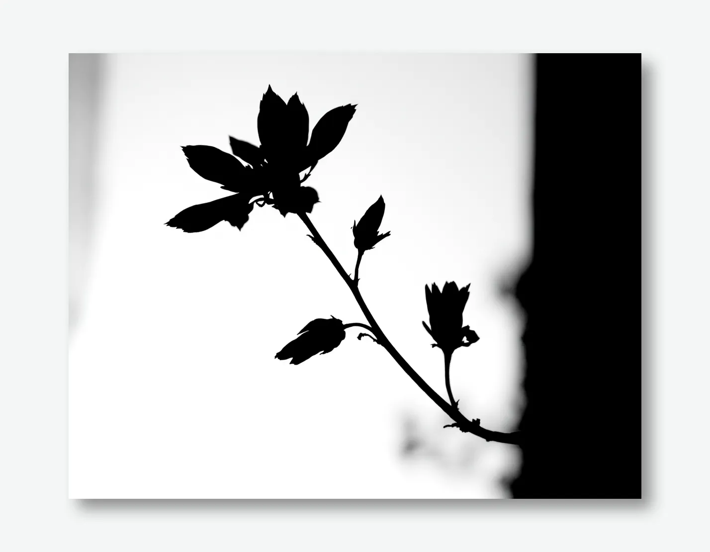 Elegant Silhouette of Serenity Wall Art Poster