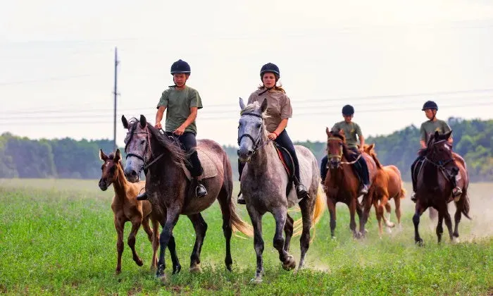 Horse trail experience