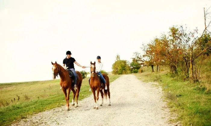 Horse trail experience