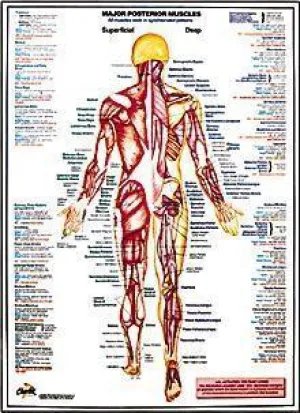 Major Posterior Muscles Chart