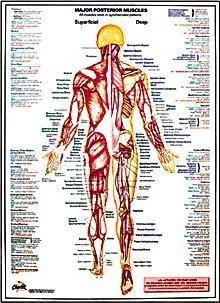 Major Posterior Muscles Chart
